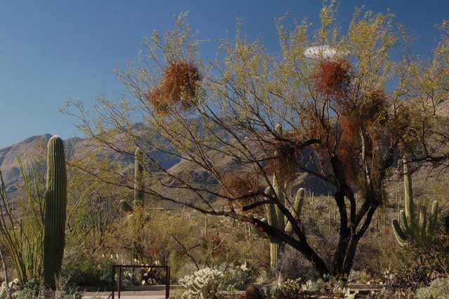 a Mesquite tree